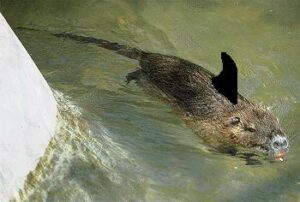 squalo-nutria